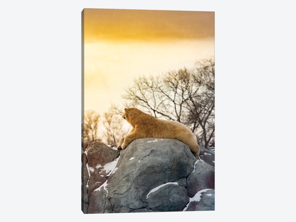 Polar Bear Enjoying The Sun On The Rock by Nik Rave 1-piece Canvas Wall Art