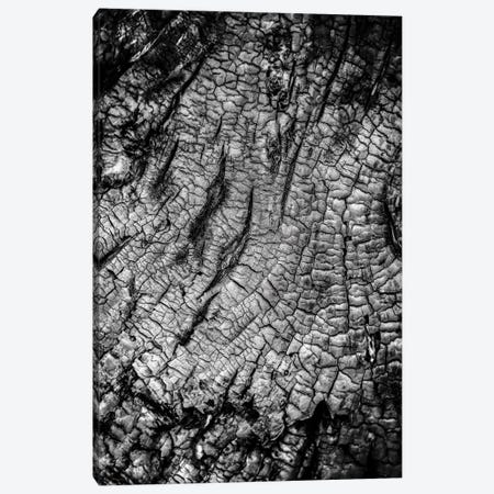 Burnt Out Tree Canvas Print #NRV231} by Nik Rave Canvas Print