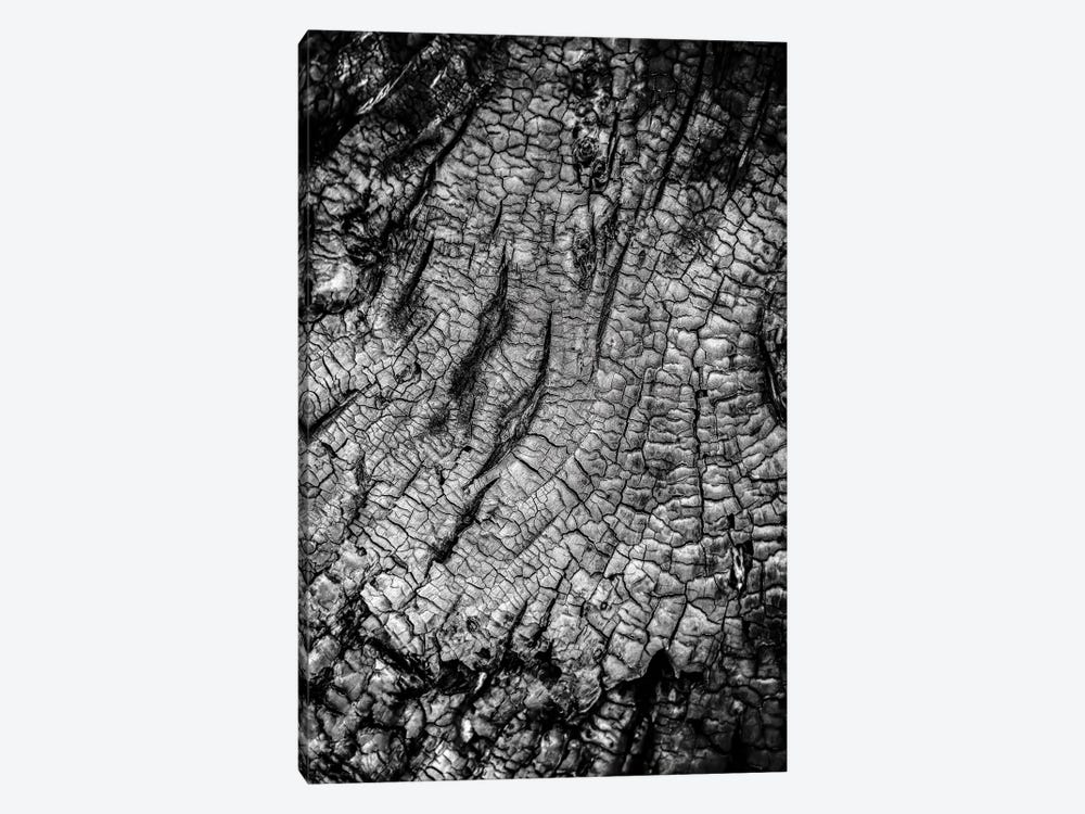 Burnt Out Tree by Nik Rave 1-piece Art Print