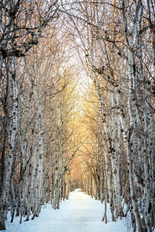 Birchwood Winter Alley