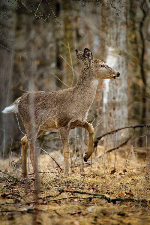 Baby Deer Walking Through The Forest