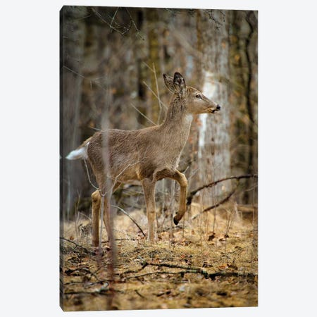 Baby Deer Walking Through The Forest Canvas Print #NRV233} by Nik Rave Canvas Art Print