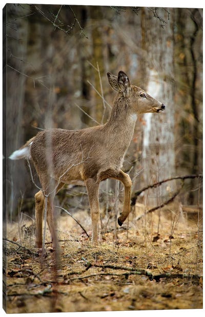 Baby Deer Walking Through The Forest Canvas Art Print