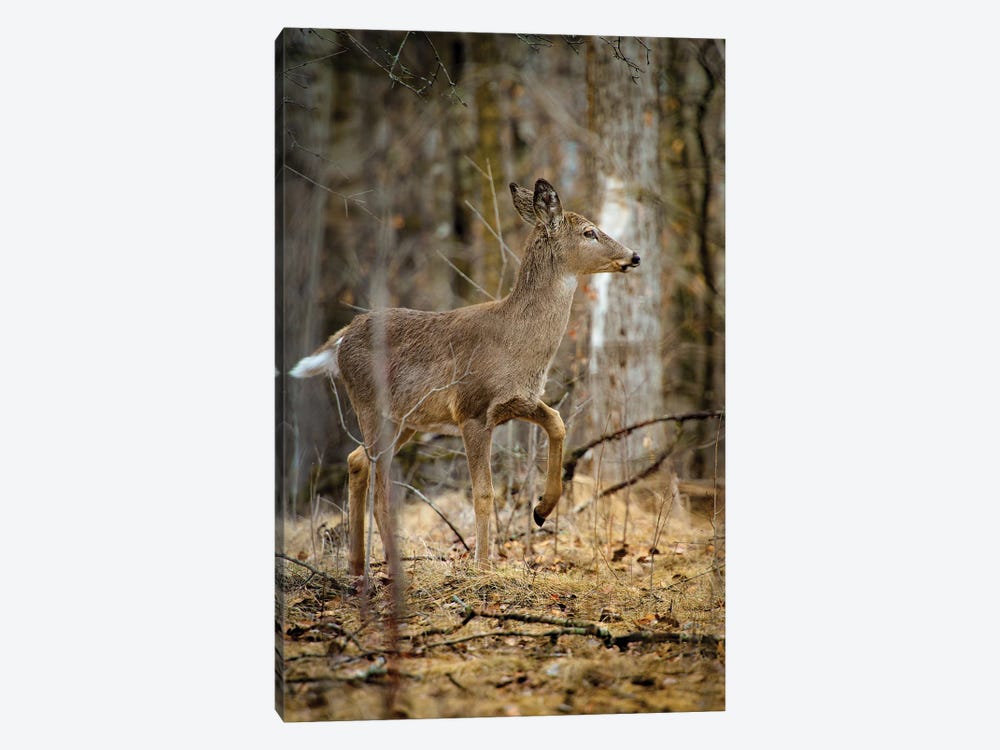 Baby Deer Walking Through The Forest by Nik Rave 1-piece Canvas Print