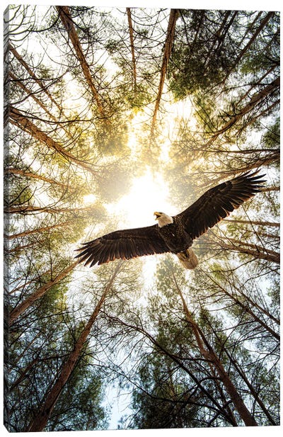 Master Of Heaven Bold Eagle Canvas Art Print - Scenic & Nature Photography