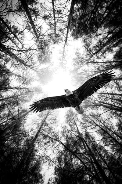 Large Floral & Botanical Art - Canvas Prints: Master Of Heaven Bold Eagle B&W by Nik Rave