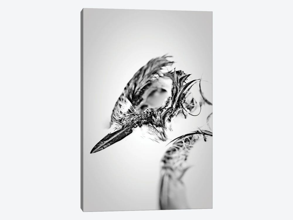 Bird Skull Fine Art by Nik Rave 1-piece Canvas Artwork