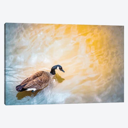 Canada Goose Ins Sun Spotlight Canvas Print #NRV241} by Nik Rave Canvas Wall Art