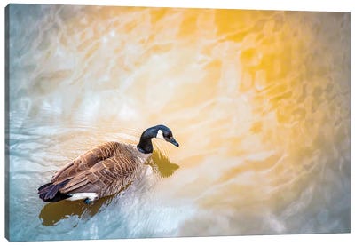 Canada Goose Ins Sun Spotlight Canvas Art Print - Goose Art