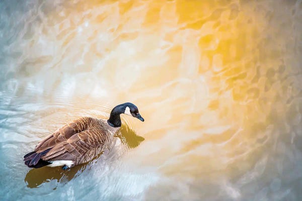 Nik Rave: Canada Goose Ins Sun Spotlight by Nik Rave