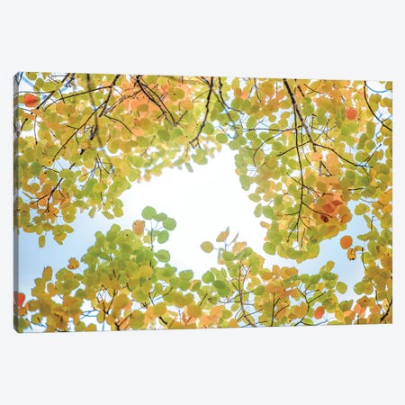 Canopy Of Leaves In The Sky Canvas Print #NRV242} by Nik Rave Canvas Wall Art