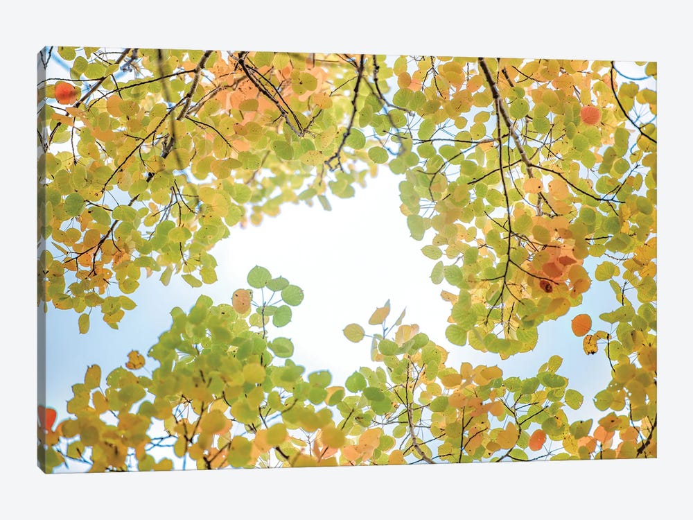 Canopy Of Leaves In The Sky by Nik Rave 1-piece Canvas Art Print