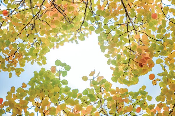 Nik Rave: Canopy Of Leaves In The Sky by Nik Rave
