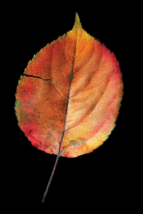 Colorful Withered Leaf Fienart by Nik Rave wall art
