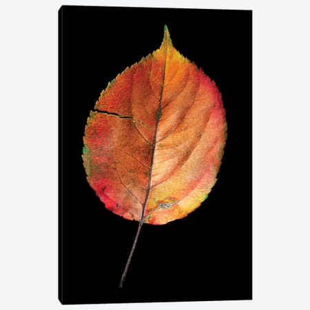 Colorful Withered Leaf Fienart Canvas Print #NRV243} by Nik Rave Canvas Art