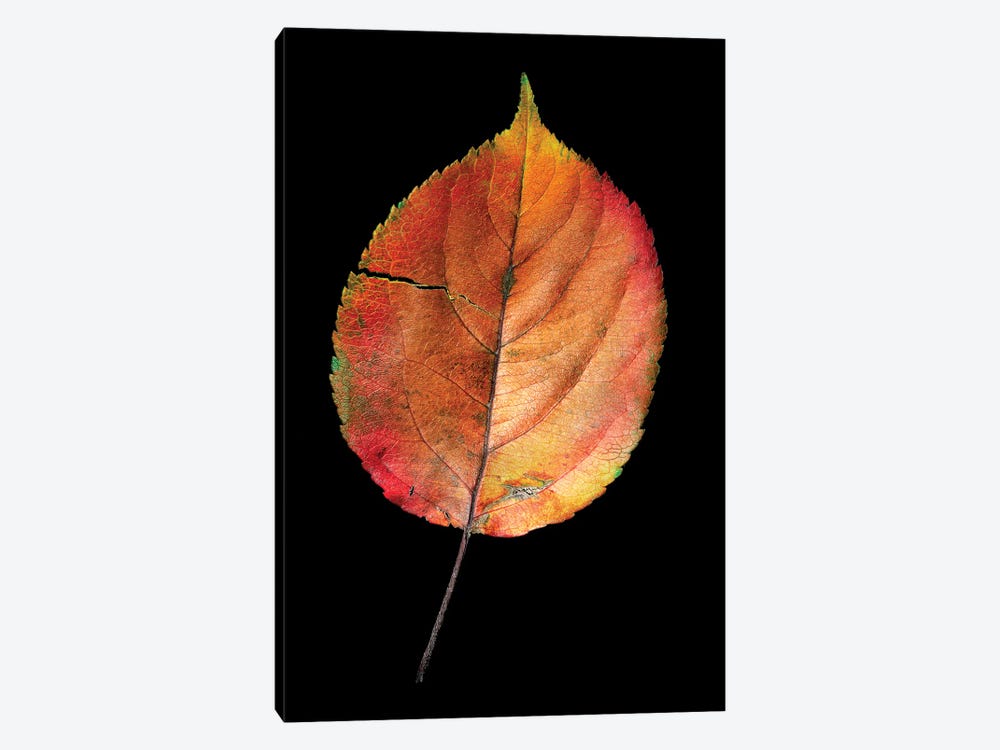 Colorful Withered Leaf Fienart by Nik Rave 1-piece Canvas Artwork