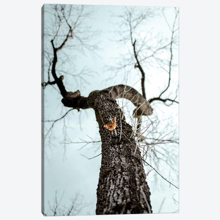 Butterfly On The Tree Canvas Print #NRV245} by Nik Rave Art Print
