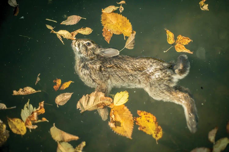 Bunny In A Lake by Nik Rave wall art