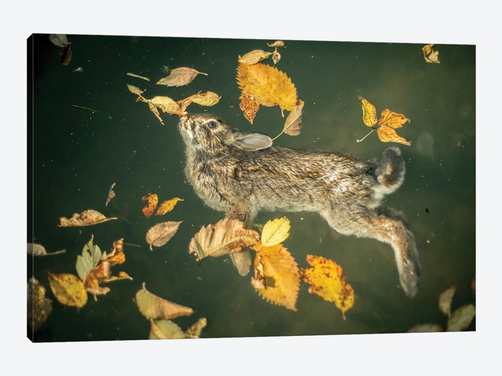 Bunny In A Lake by Nik Rave 1-piece Canvas Print