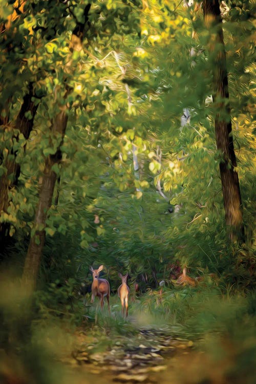 Deer Family In Forest Early Morning Painting