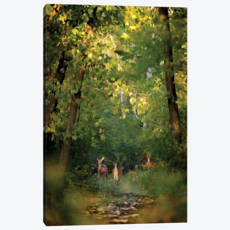 Deer Family In Forest Early Morning Painting Canvas Print #NRV247} by Nik Rave Art Print
