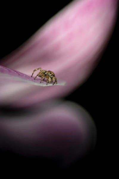 Spiders: Cute Spider On A Flower Fine Art by Nik Rave