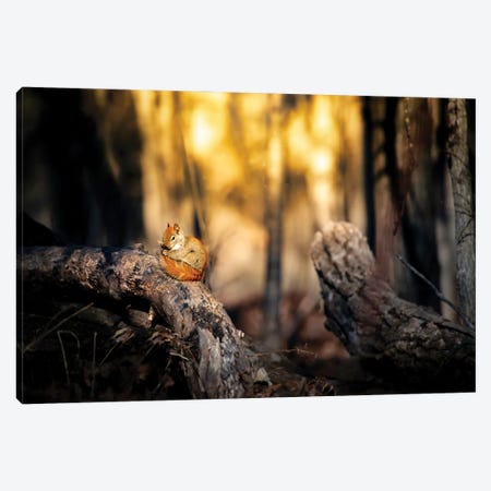 Cute Squirrel On The Branch Canvas Print #NRV249} by Nik Rave Canvas Art
