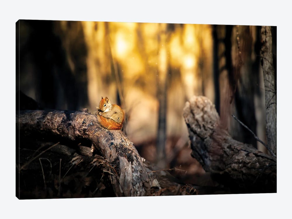 Cute Squirrel On The Branch by Nik Rave 1-piece Canvas Artwork