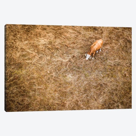 Cow & Grass From Above Canvas Print #NRV24} by Nik Rave Canvas Print