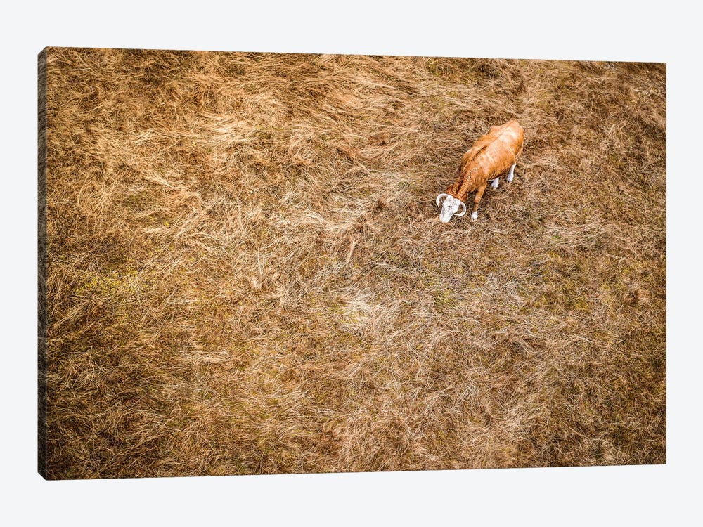 Cow & Grass From Above by Nik Rave 1-piece Canvas Wall Art