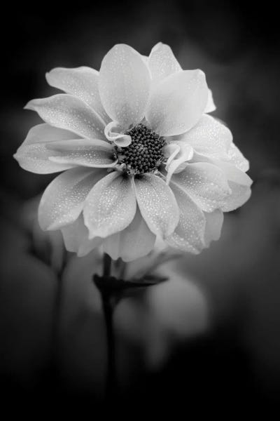 Nik Rave: Dew White Flower by Nik Rave