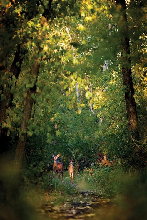 Deer Family In Forest Early Morning