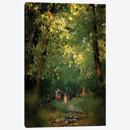 Deer Family In Forest Early Morning Canvas Print #NRV254} by Nik Rave Canvas Art