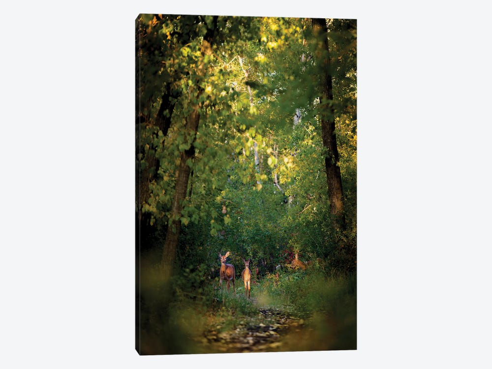 Deer Family In Forest Early Morning by Nik Rave 1-piece Canvas Wall Art