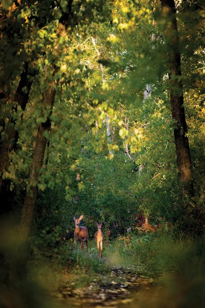 Nik Rave: Deer Family In Forest Early Morning by Nik Rave