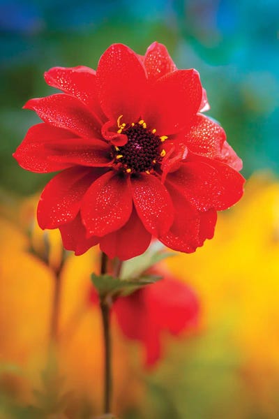 Nik Rave: Dew Red Flower by Nik Rave