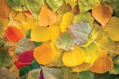 Fallen Leaves Vibrant by Nik Rave canvas print