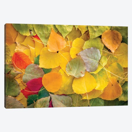Fallen Leaves Vibrant Canvas Print #NRV256} by Nik Rave Canvas Art