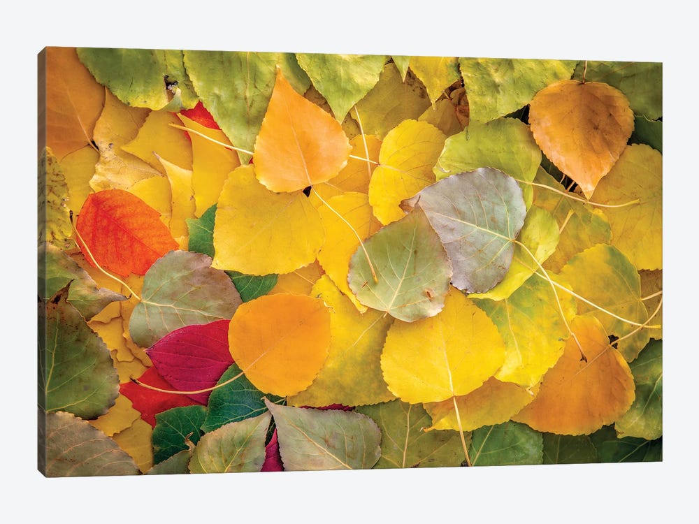 Fallen Leaves Vibrant by Nik Rave 1-piece Canvas Artwork