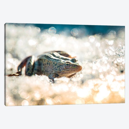 Frog On The Ice During The Winter Canvas Print #NRV257} by Nik Rave Canvas Wall Art