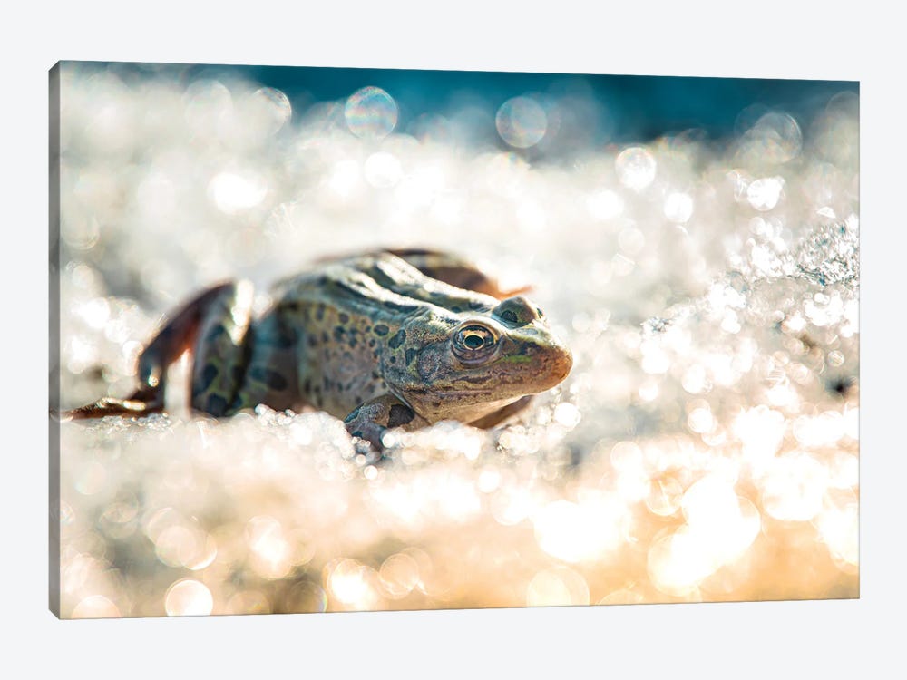 Frog On The Ice During The Winter by Nik Rave 1-piece Canvas Art Print