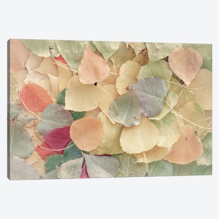 Fallen Leaves Creamy Canvas Print #NRV259} by Nik Rave Canvas Print