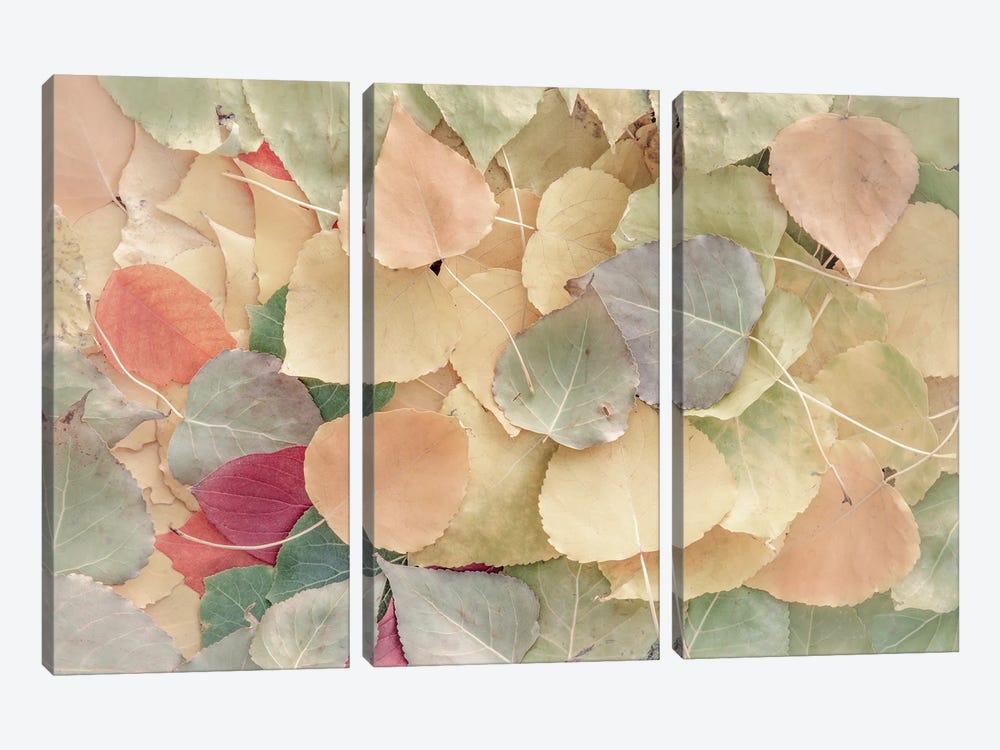 Fallen Leaves Creamy 3-piece Canvas Print