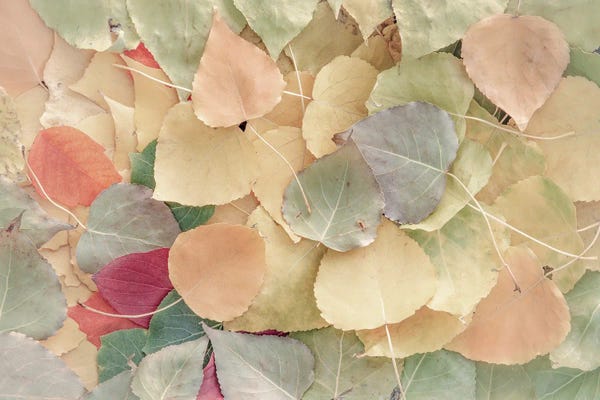 Nik Rave: Fallen Leaves Creamy by Nik Rave