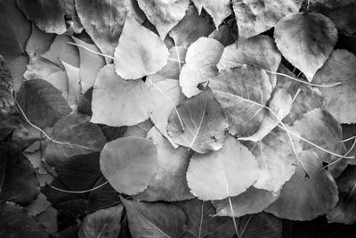 Fallen Leaves Monochrome by Nik Rave canvas print