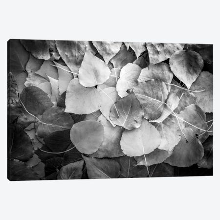 Fallen Leaves Monochrome Canvas Print #NRV260} by Nik Rave Canvas Wall Art