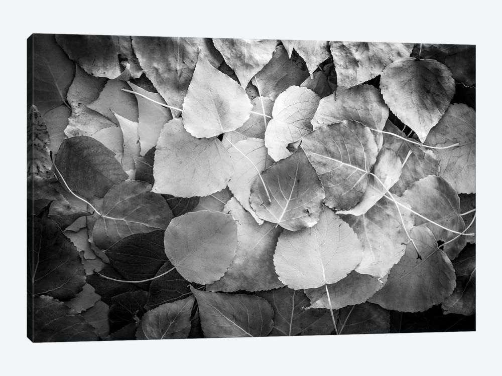 Fallen Leaves Monochrome by Nik Rave 1-piece Canvas Art Print