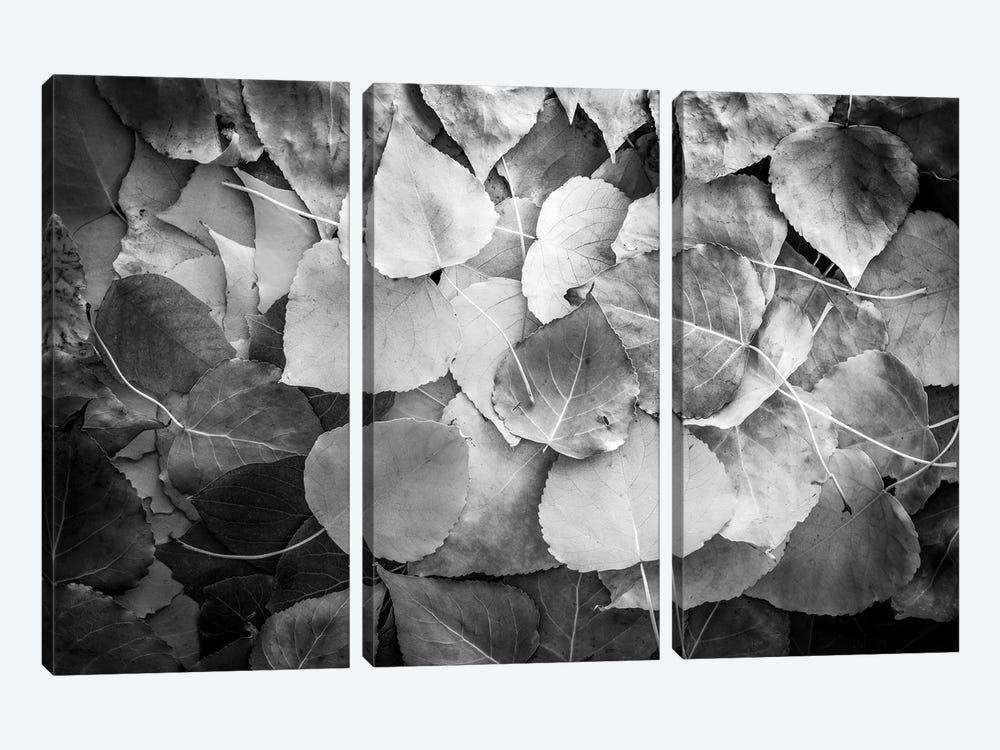 Fallen Leaves Monochrome by Nik Rave 3-piece Art Print