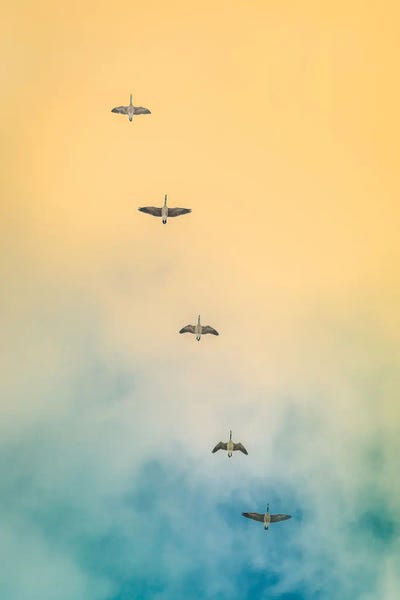 Nik Rave: Geese In The Sky by Nik Rave