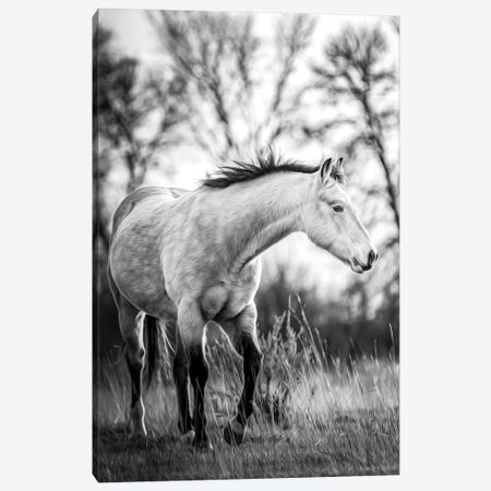 Grey Horse Portrait Black And White Canvas Print #NRV265} by Nik Rave Art Print